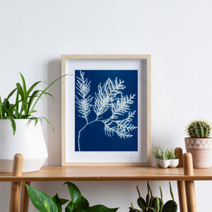 II / CYANOTYPE PRINTS