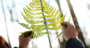 Holding ferns up to the light