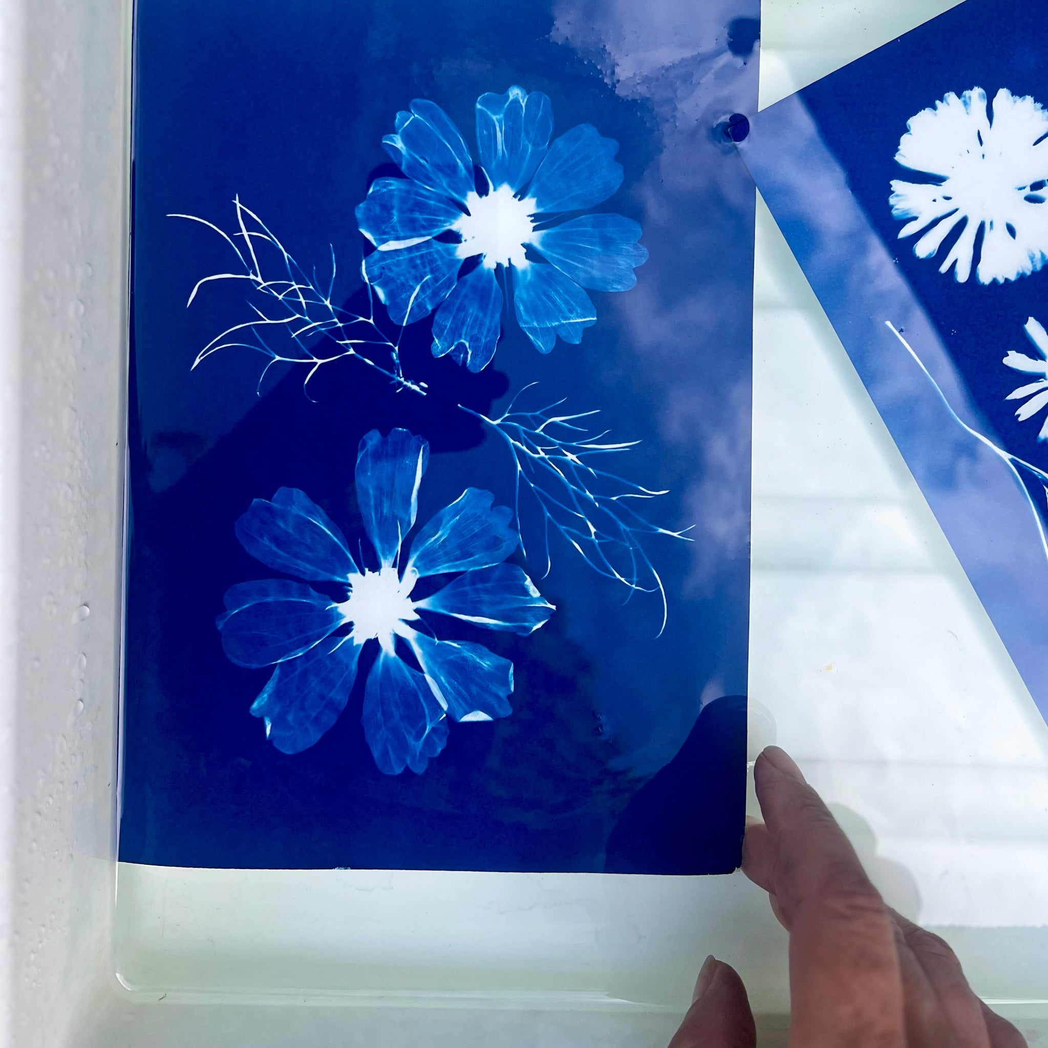 Blue floral cyanotype design in a white water tray with a hand pointing at it