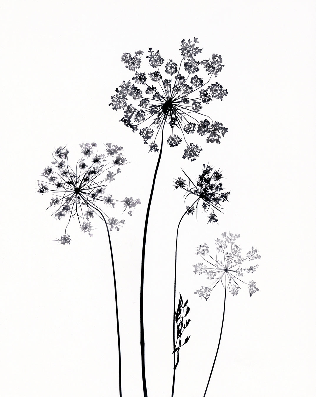 Art print featuring Queen Anne's Lace plant on a white background