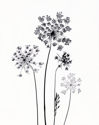 Art print featuring Queen Anne's Lace plant on a white background