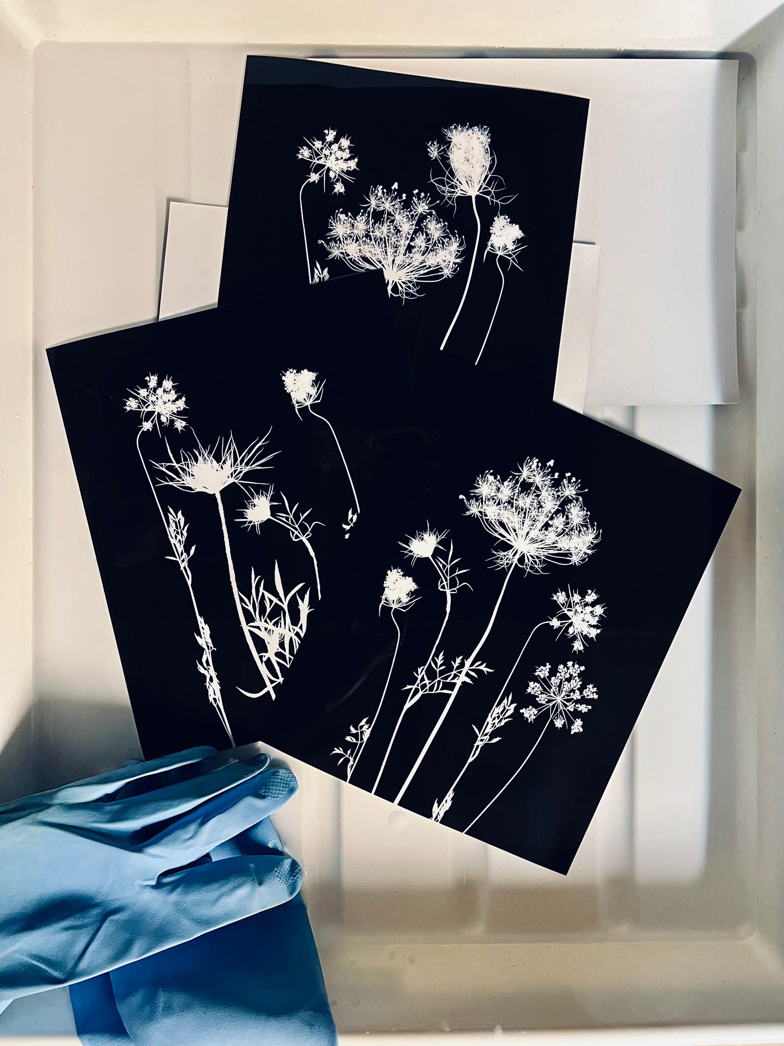 Black and white photographic prints in a darkroom wash tray with blue rubber gloves