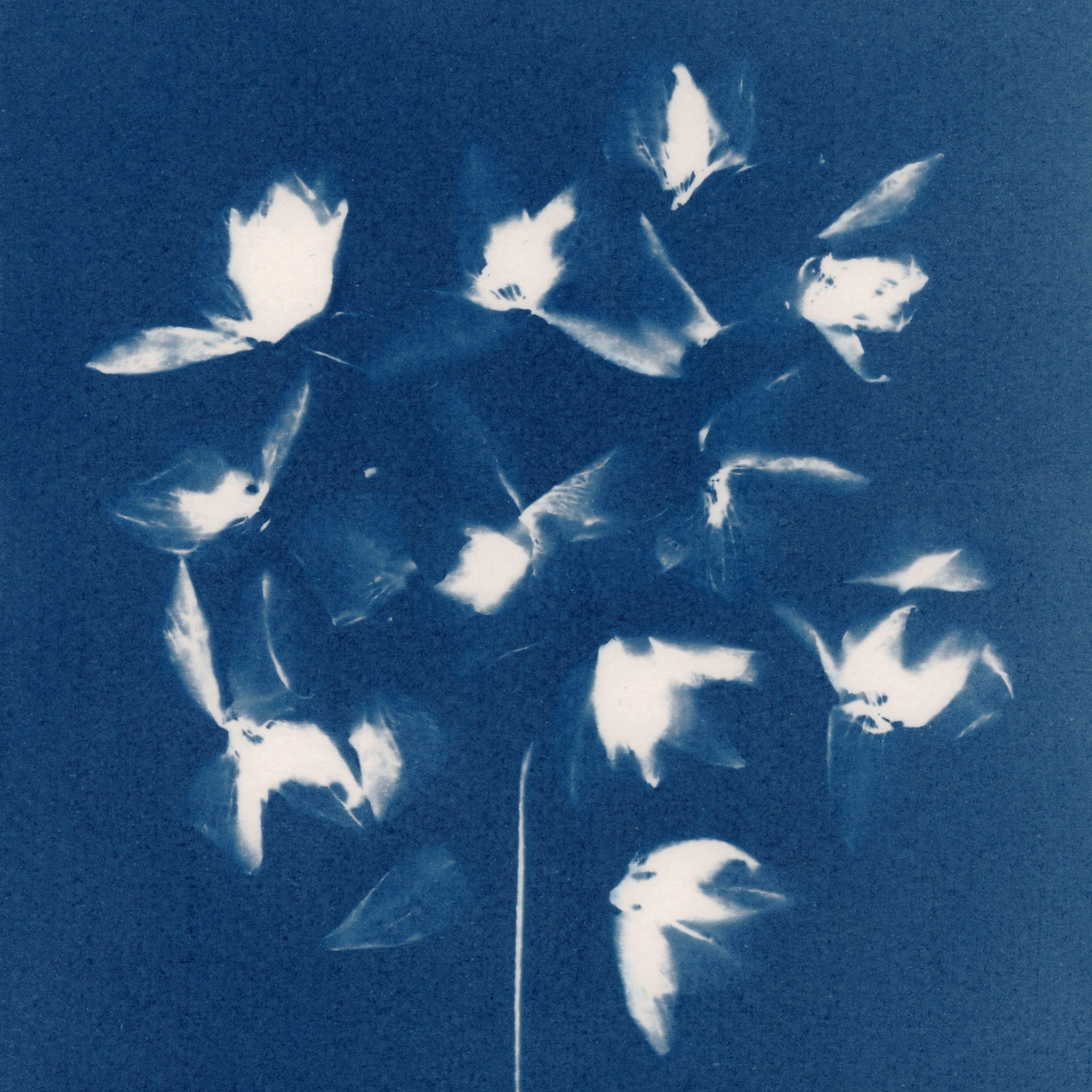 Prussian Blue Cyanotype Original Print featuring dried orchid petals by Jo Thomson of Florigin