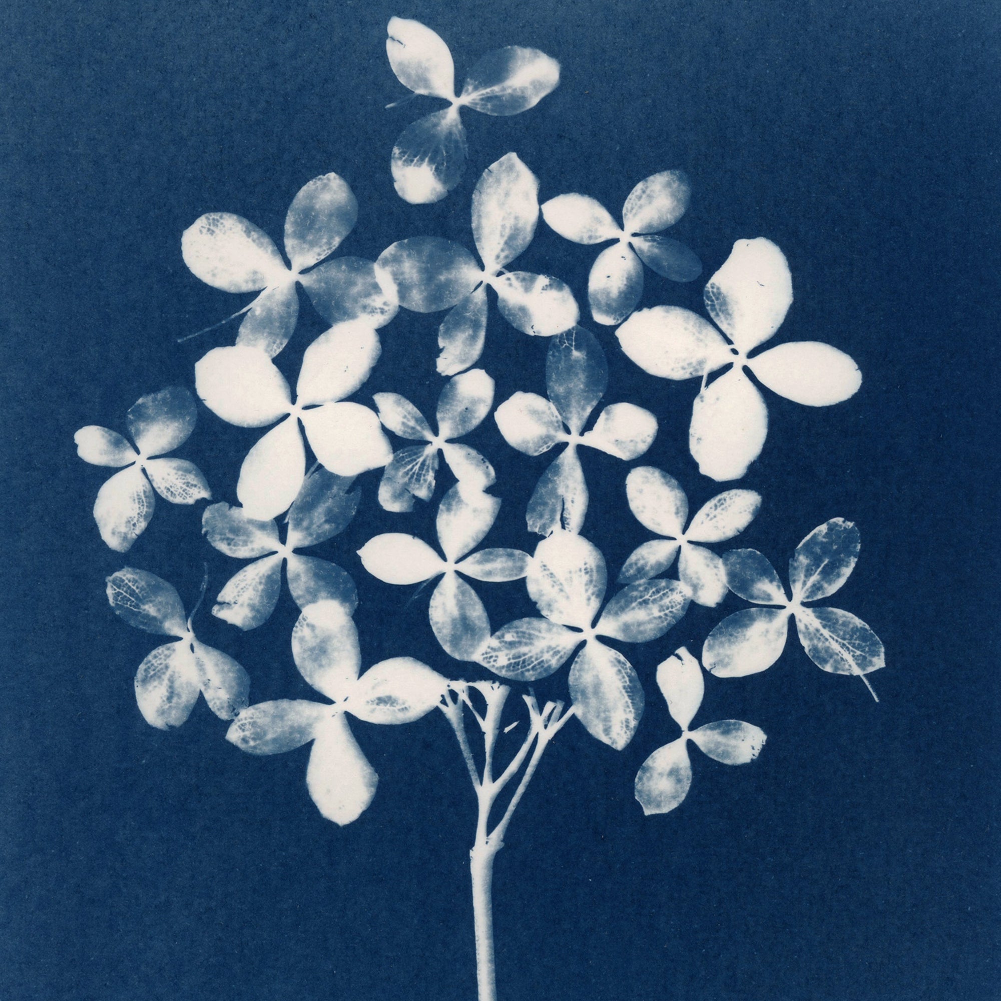 Marigold Leaves – Cyanotype printed cotton fabric squares – Shop Iowa
