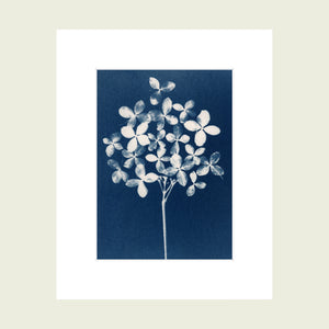 Prussian blue cyanotype art print featuring dried hydrangea petals on a blue background with a white mount