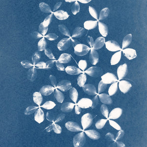 Close up of Handmade one of a kind cyanotype art print featuring a blue background and white hydrangea petals mounted on a white mat and signed by the artist Jo Thomson of Florigin