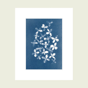 Handmade one of a kind cyanotype art print featuring a blue background and white hydrangea petals mounted on a white mat and signed by the artist Jo Thomson of Florigin