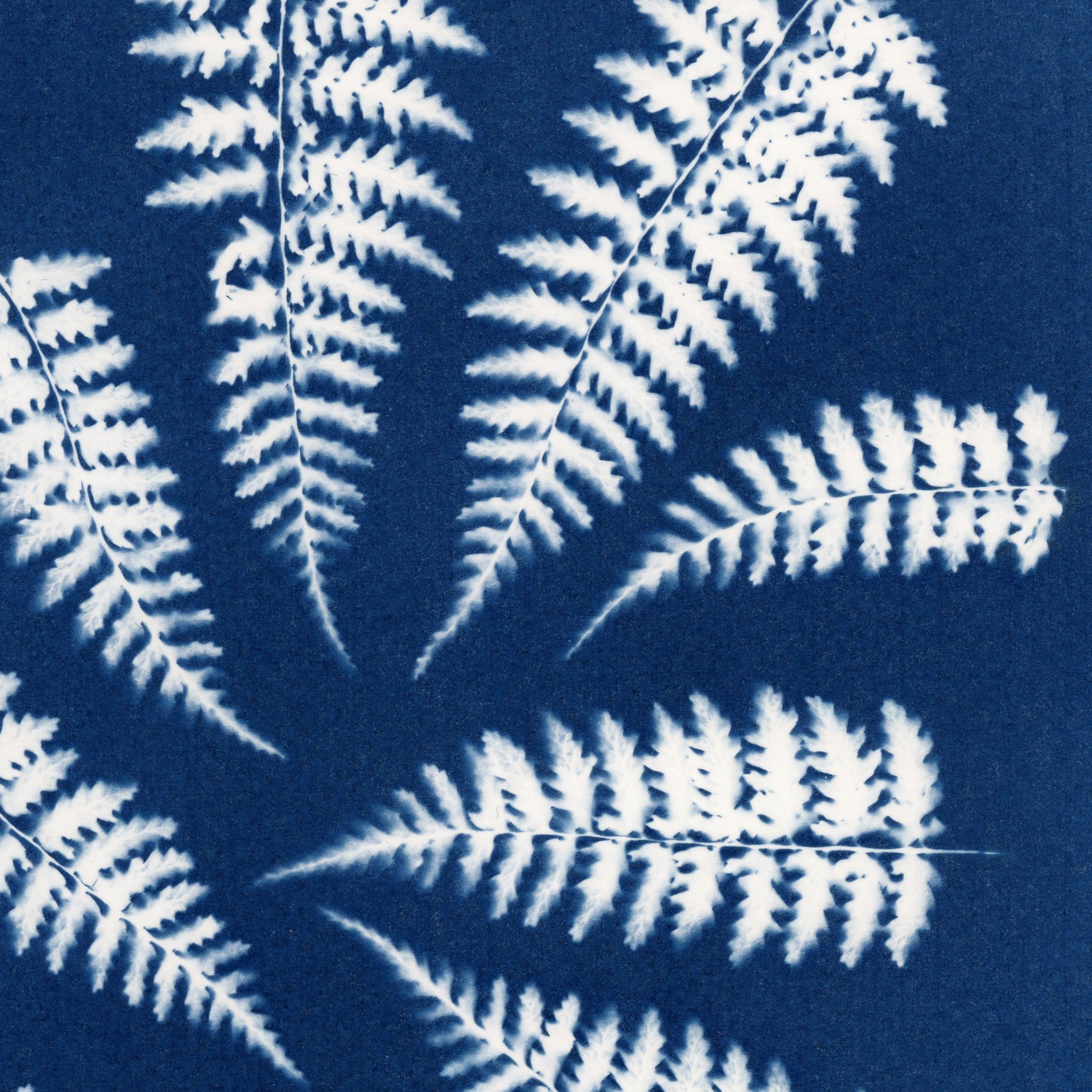 close up of blue fern art print
