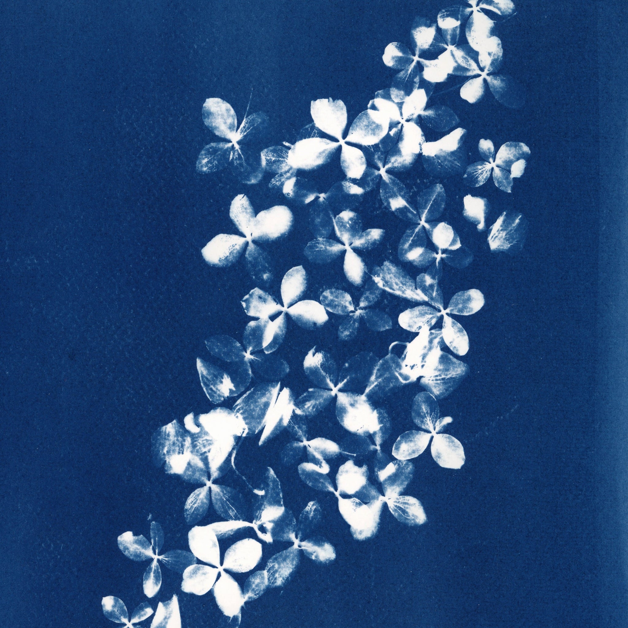 close up of prussian blue cyanotype print made with hydrangea petals