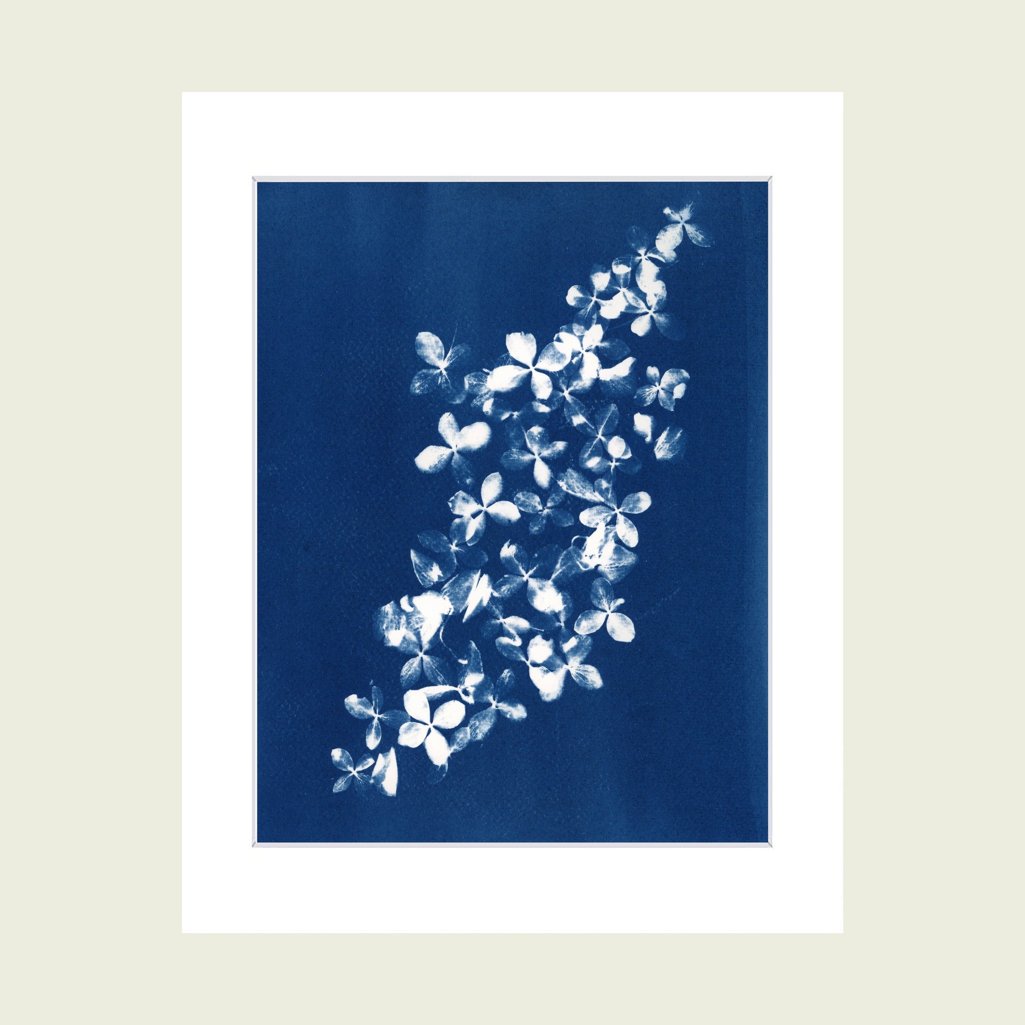 Prussian blue cyanotype art print made with dried hydrangea petals