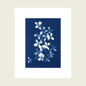 Blue cyanotype art print of hydrangea flowers in white mat mount