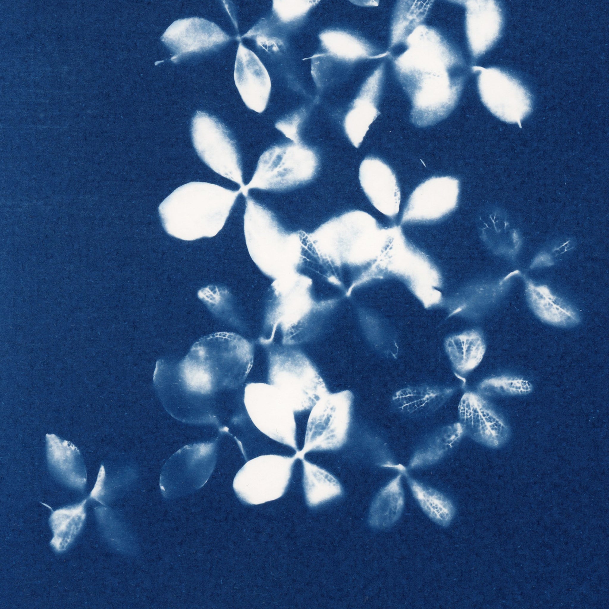 Close up of bel cyanotype art print by Jo Thomson of Florigin