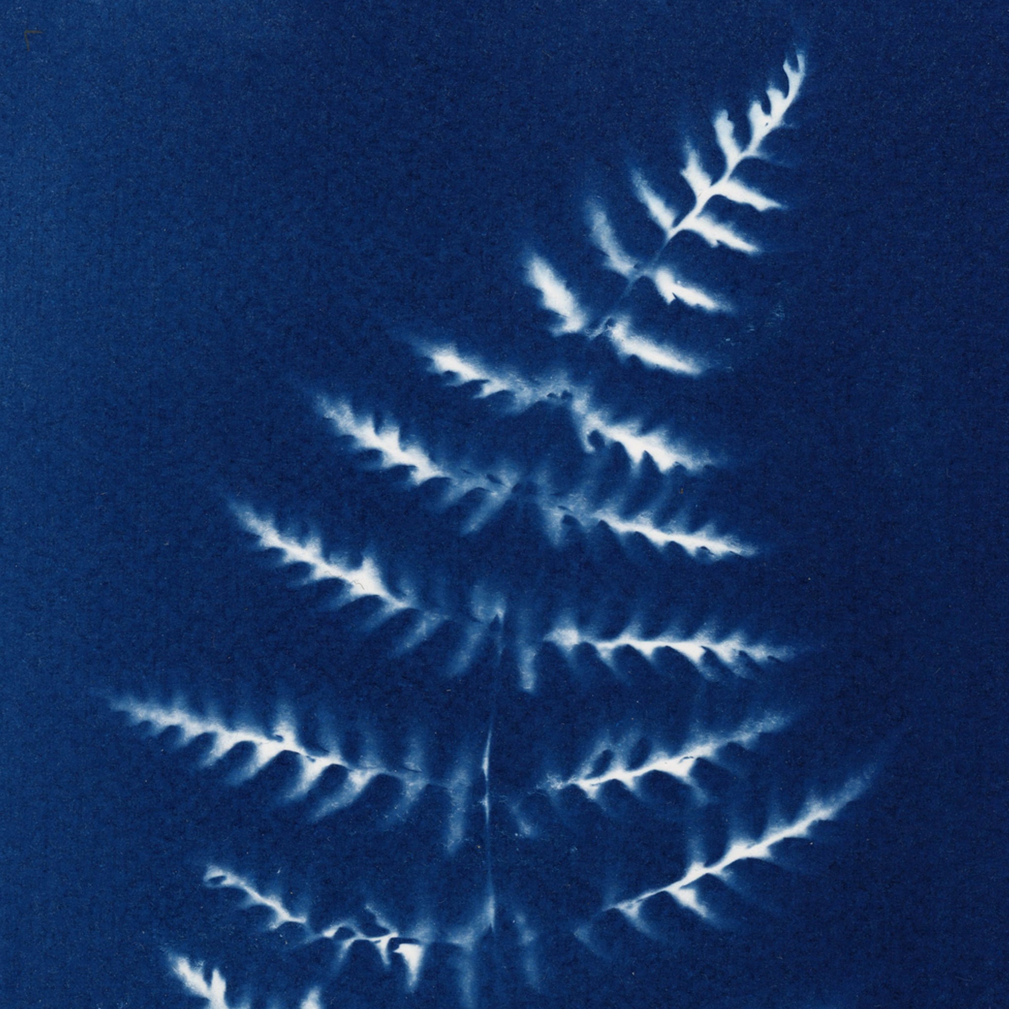 blue cyanotype art print of Canadian forest fern