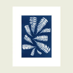 original cyanotype photographic art print of ferns, blue,  handmade in Canada