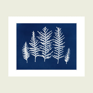 cyanotype art print in a white mount featuring Ontario ferns