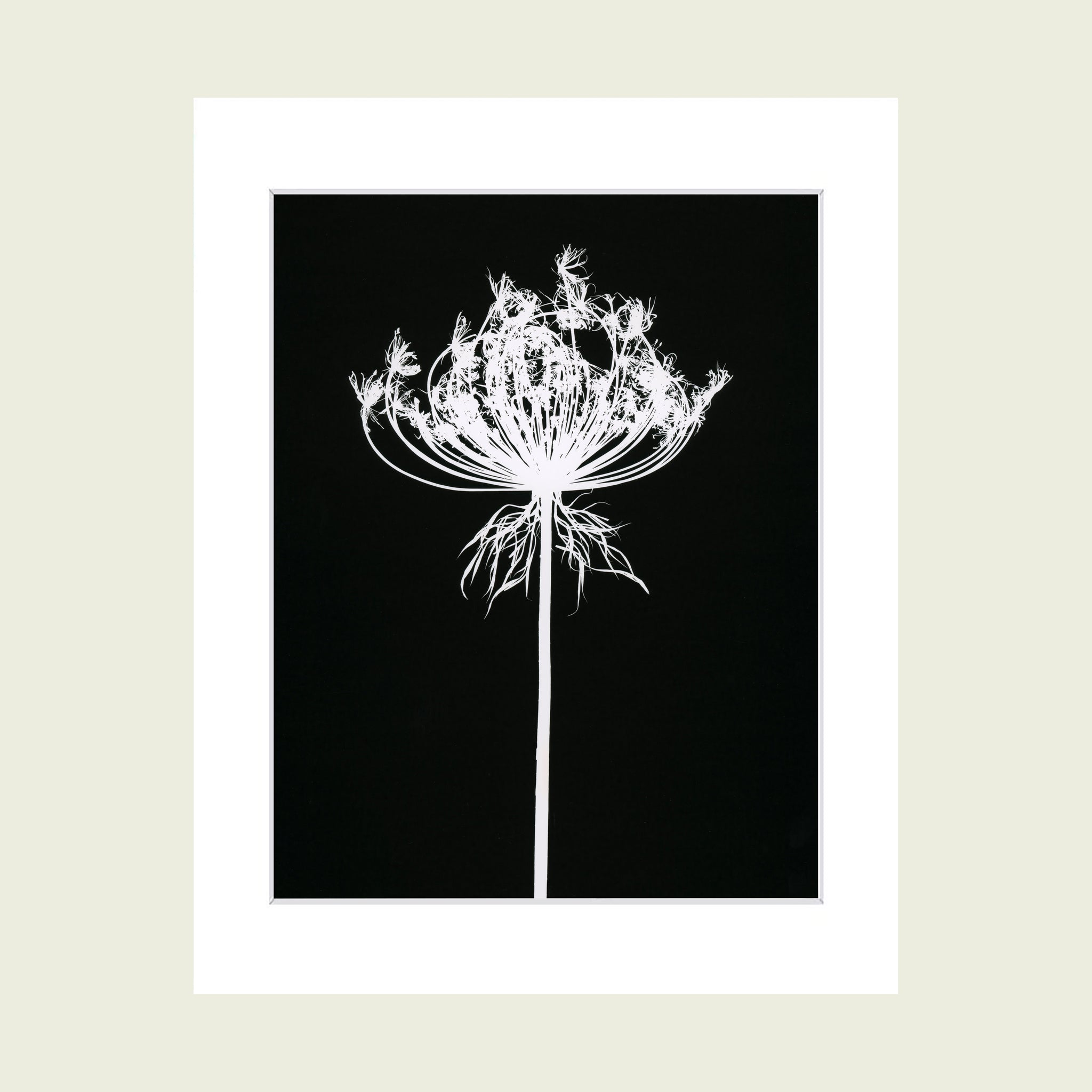 Black and white photogram silver gelatine art print for sale in white mat mount 