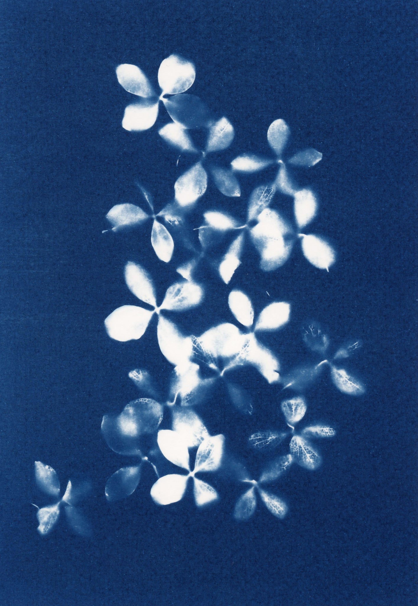 Blue cyanotype art print on watercolour paper featuring multiple hydrangea flowers